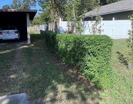 Before Hedge Removal